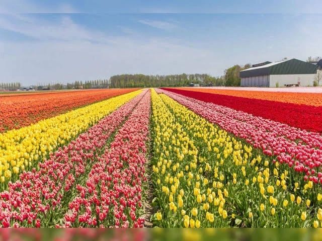 Flower Festival